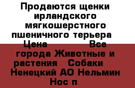 Продаются щенки ирландского мягкошерстного пшеничного терьера › Цена ­ 30 000 - Все города Животные и растения » Собаки   . Ненецкий АО,Нельмин Нос п.